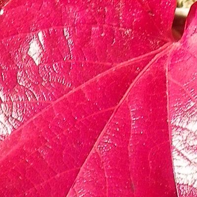 Projet déco en novembre chez Miss Hortensia ... Help !