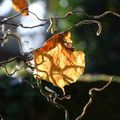 Corylus Avellana Contorta