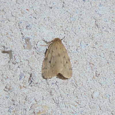 La Nudarie vieille (Thumatha senex)