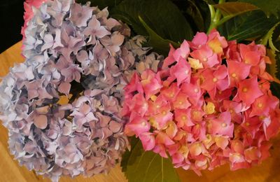 LES HORTENSIAS...