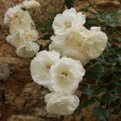 Seigneur, j'ai peur... Et je crie vers toi, sauve-moi !