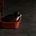 Chat mérois dans une bassine