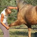 Une séance de shiatsu pour votre petit compagnon....