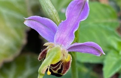 L'Orchidée abeille protégée dans plusieurs régions de France