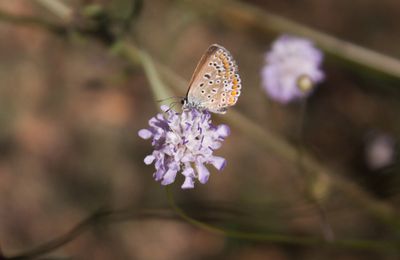 Sous un soleil de plomb (Collier de corail, Moro-sphinx, Fleur de Lotus Sacré, Libellules?)