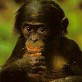 Uvira : la police arrache un bébé bonobo aux FDLR