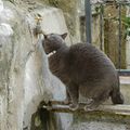 Un chat débrouillard ...