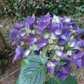 1er juillet 2015 LES HORTENSIAS DE NOTRE JARDIN 