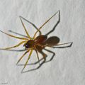 Une petite araignée dont le bout de l'abdomen est noir...