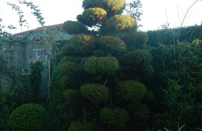 L'arbre aux 30 nuages