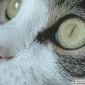 L'Oeil du chat
