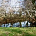 L'Etang du Bois de Boulogne... à DAX (40)...