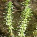 Myriophylle verticillé