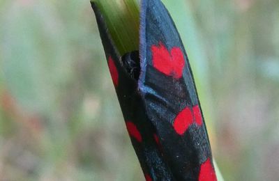 Quelques papillons,de mon jardin,