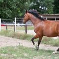 Mon gros au galop