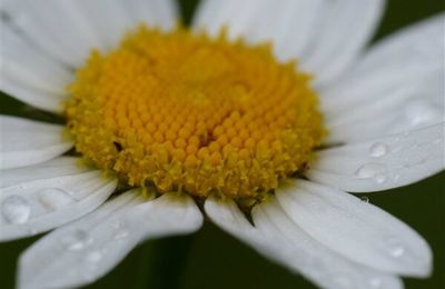 Les fleurs de très près