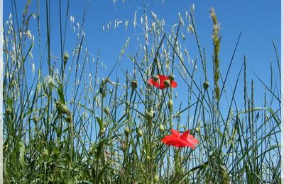 COQUELICOTS