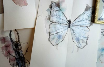 Dessiner des papillons de guingois