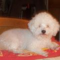 Une vie de chien #11 : Bichon Star ! 