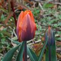 Tulipa' Prinses Irene'