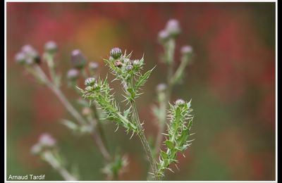 Aller vers un jardin sauvage