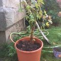 Erable japonnais - Acer palmatum