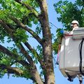 LES TRAITEMENTS CONTRE LES CHENILLES PROCESSIONNAIRES DU CHÊNE ONT DÉBUTÉ.
