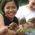 Le Tarsier des Philippines