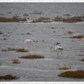 Des flamands à Mateille?