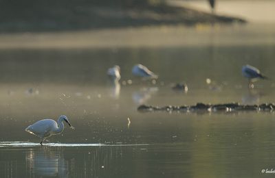 La Garzette prend son petit déjeuné très tôt !