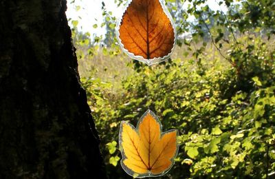 * C'est de saison : conserver les feuilles d'automne *