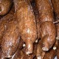 Over 1,000 Tonnes Of Cassava Processed 