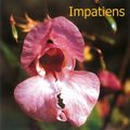 Patience, tolérance et souplesse morale / Fleurs de Bach : Impatiens, Beech, Rock Water - émotions positives