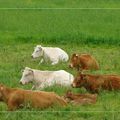 vendredi 15/10/10 VACHES