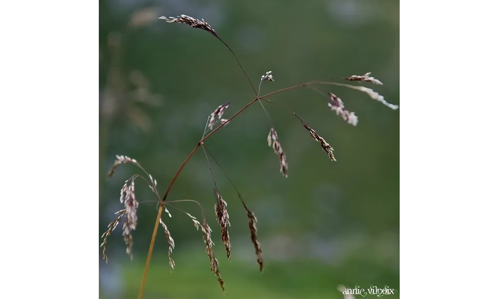 Herbes & graminées