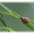 EScargot poilu * Hairy snail