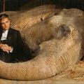 Nouvelles stills et trailer de Water for Elephants