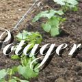 28 DECEMBRE - PASSION POTAGER ....DU NOUVEAU POUR 2017