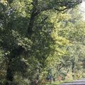 Protection contre les incendies et obligation de débroussaillement le long des routes