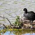 Foulque macroule sur son nid fait de phragmites