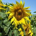 tournesols au soleil