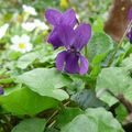 La viola odorata est là