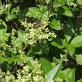 Abeille sur mes troenes en fleurs 