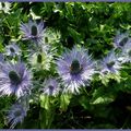 La Reine des Alpes (Eryngium Alpinum) Pays des Ecrins 