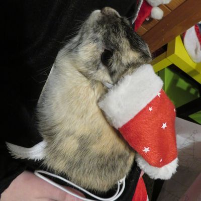 je vous souhaite une bonne année 2019