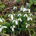 Crocus en fête !