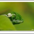 THOMISIDAE(araignee crabe)