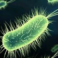 Lien entre bactéries intestinales et autisme