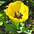- MINIMAL MANIAC - nature tulipe -