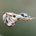 Une petite araignée qui tisse une toile triangulaire...